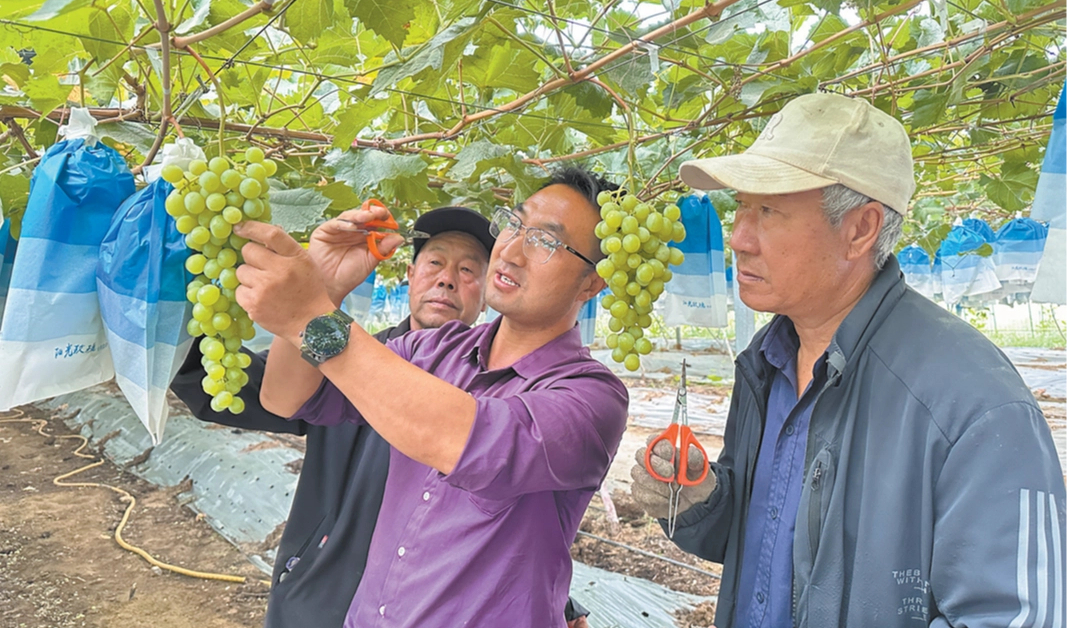 西河橋村：小葡萄串起鄉(xiāng)村振興“甜蜜鏈”