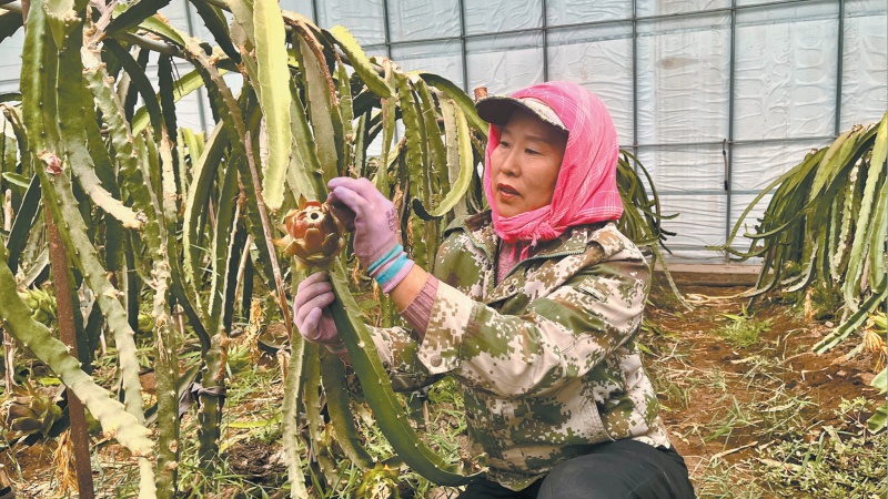 寶豐村火龍果鋪就“火紅”多元“增收路”